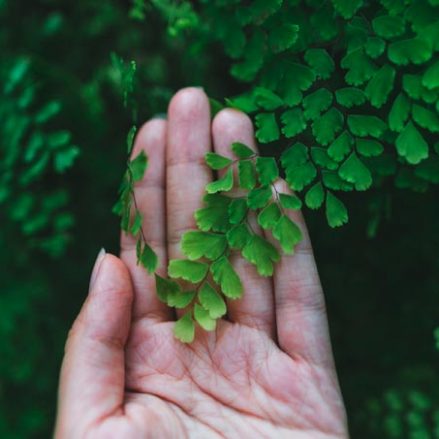 Diferencia entre biodegradable y compostable